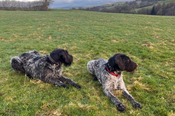 Dog and Puppy Training Lancashire & Cumbria