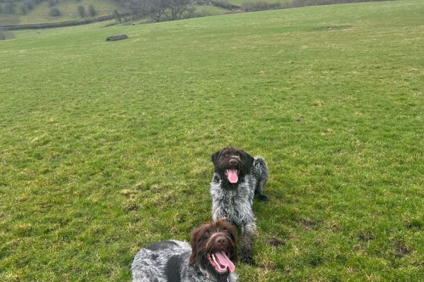 Anvilstone Dog and Puppy Training Lancashire