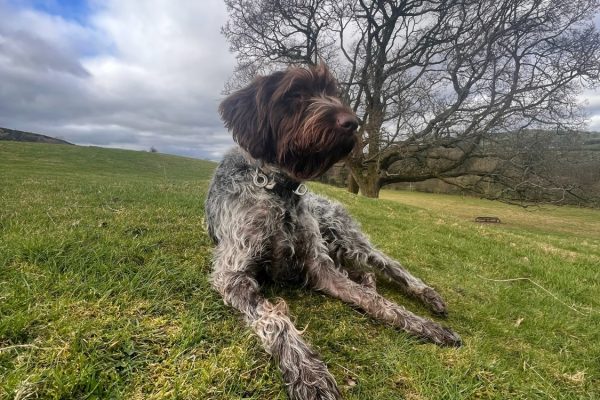 Dog Behaviour Specialist in Lancashire