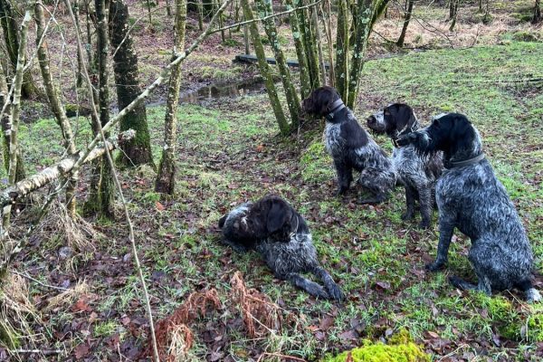 Dog and Puppy Training Kirkby Lonsdale