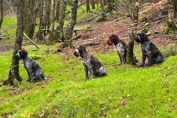 Dog Training in South Lake District