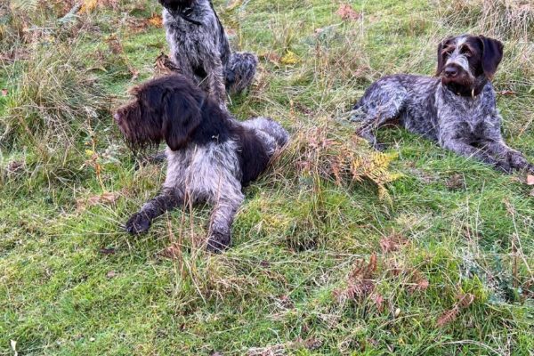 Wire Haired Pointers Breeding Kirkby Lonsdale