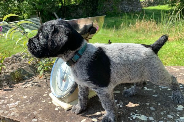 Puppy Training near Kirkby Lonsdale