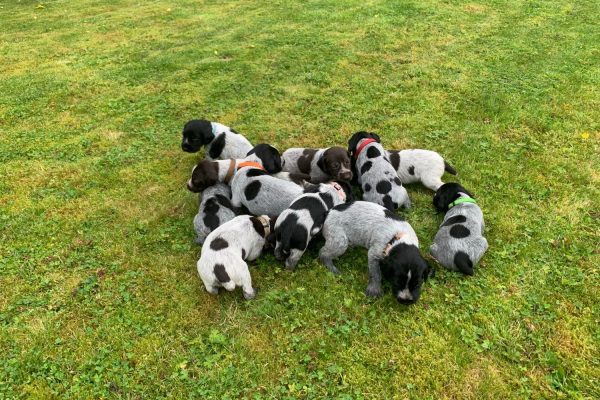 Puppy Training in South Lake District