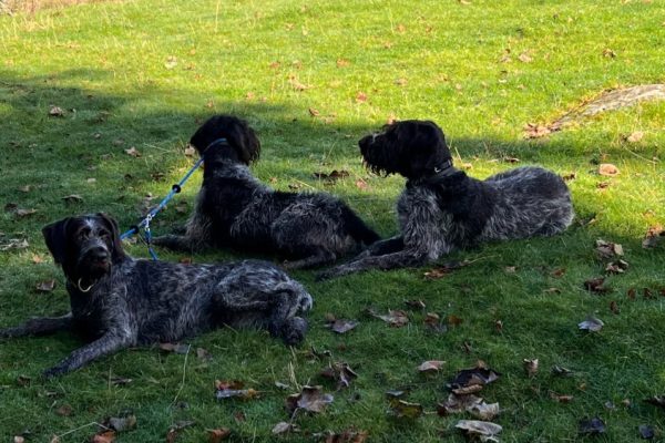 Owner Focused Dog Training Lancashire