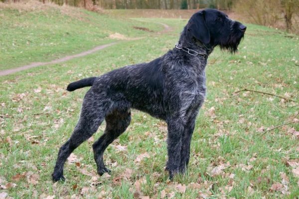 Wire Haired Pointer Training Lancashire