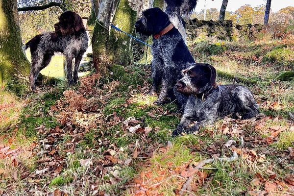 Gun Dog Trainer in Lancaster and Morecambe