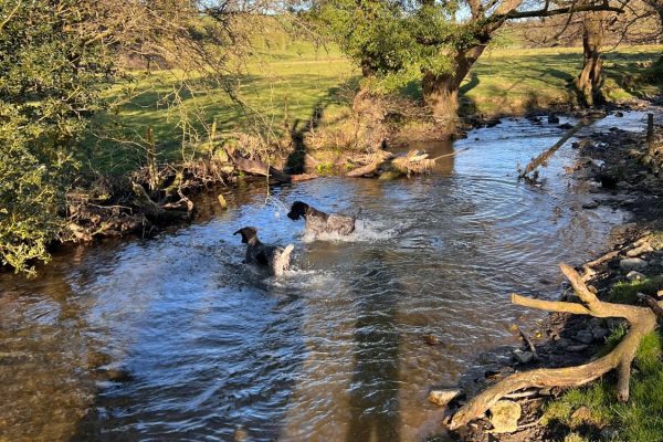 Dog Recall Training in Lancashire